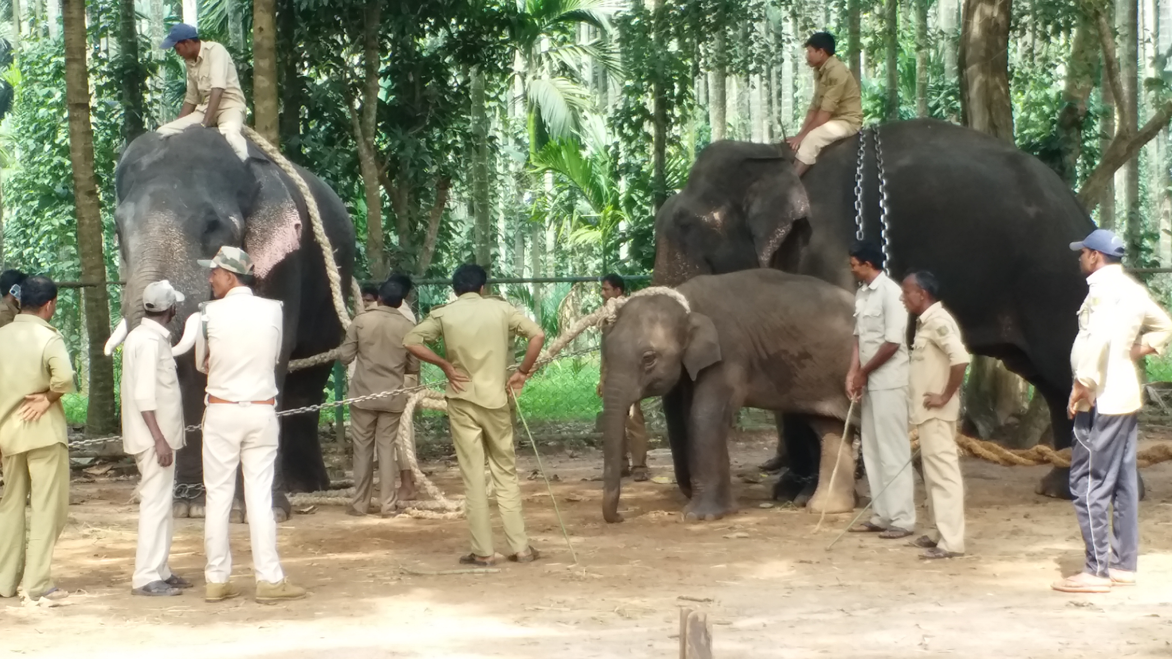 elephant weaning in sakrebailu, shimoga district