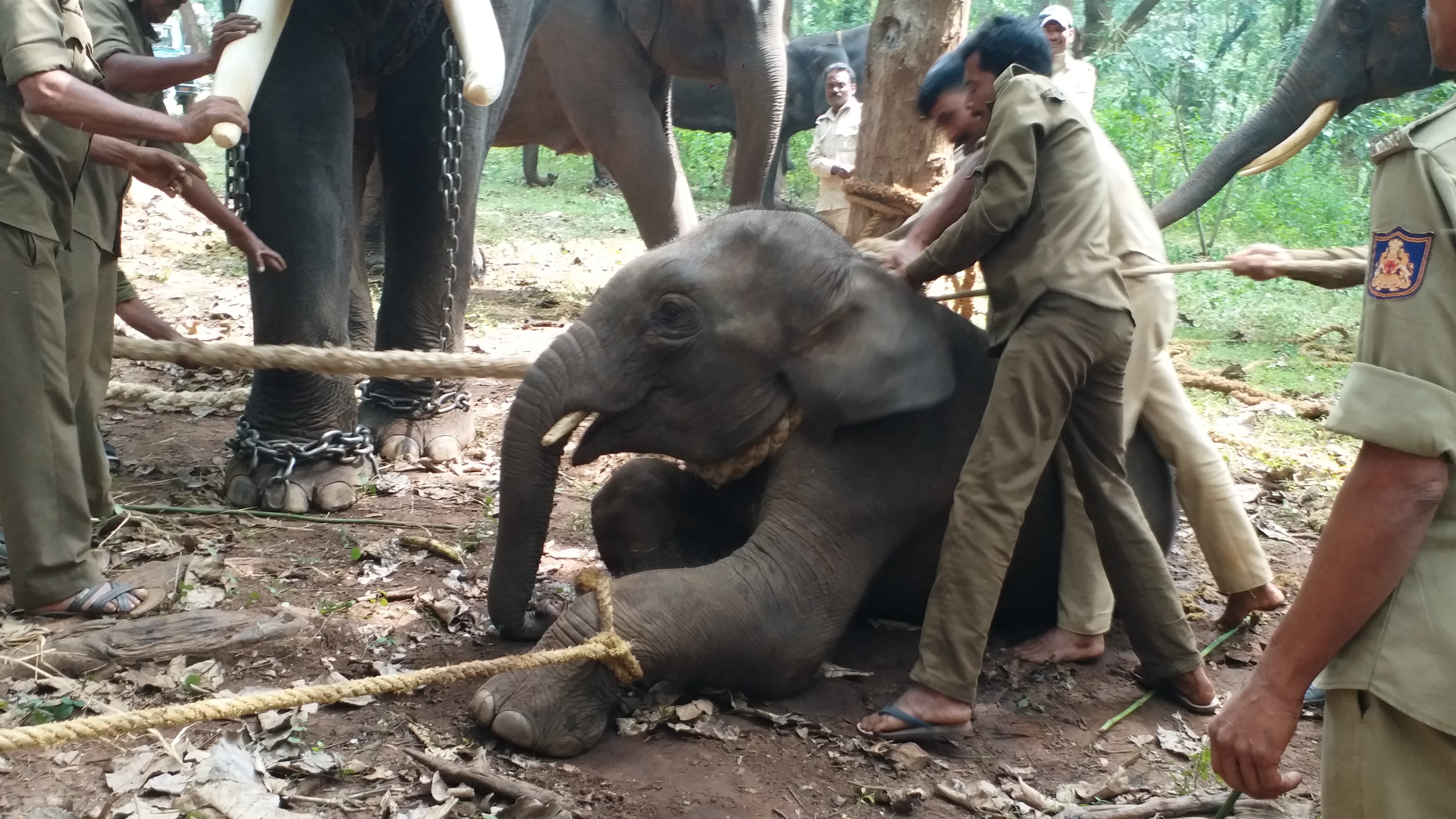 elephant weaning in sakrebailu, shimoga district