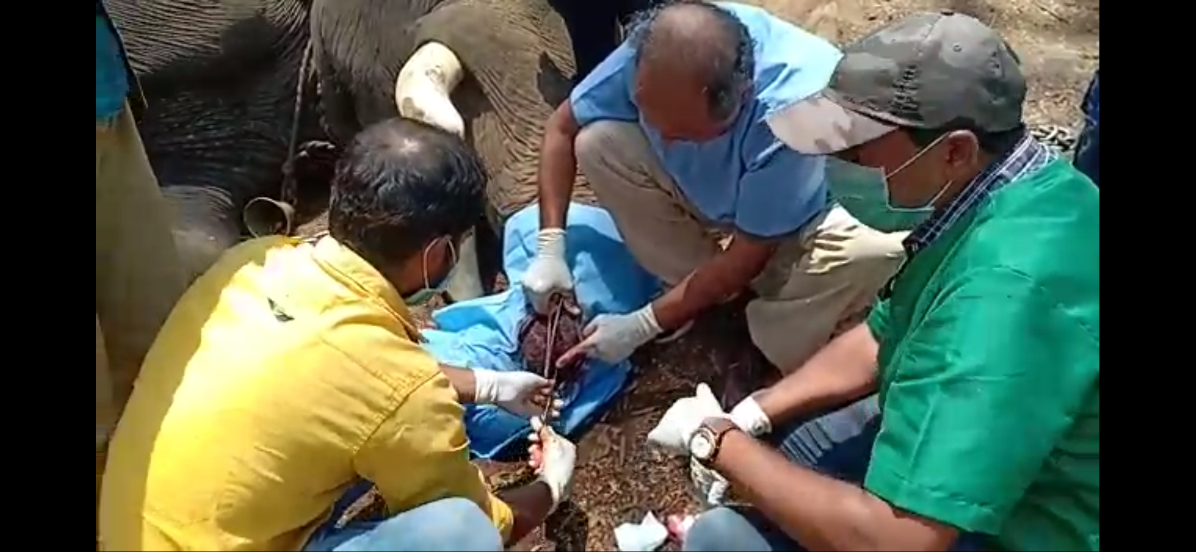 elebhant injured in sakrebailu elephant camp