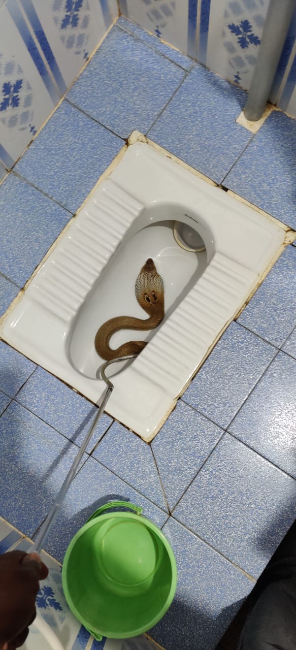 Snake found in toilet room at Shivamogga, Snake found in wash room, Snake found in bathroom, Shivamogga news, ಶಿವಮೊಗ್ಗದಲ್ಲಿ ಶೌಚಾಲಯದಲ್ಲಿ ಹಾವು ಪತ್ತೆ, ವಾಶ್​ರೂಂನಲ್ಲಿ ಹಾವು ಪತ್ತೆ, ಬಾತ್​ರೂಂನಲ್ಲಿ ಹಾವು ಪತ್ತೆ, ಶಿವಮೊಗ್ಗದಲ್ಲಿ ಹಾವು ಪತ್ತೆ,