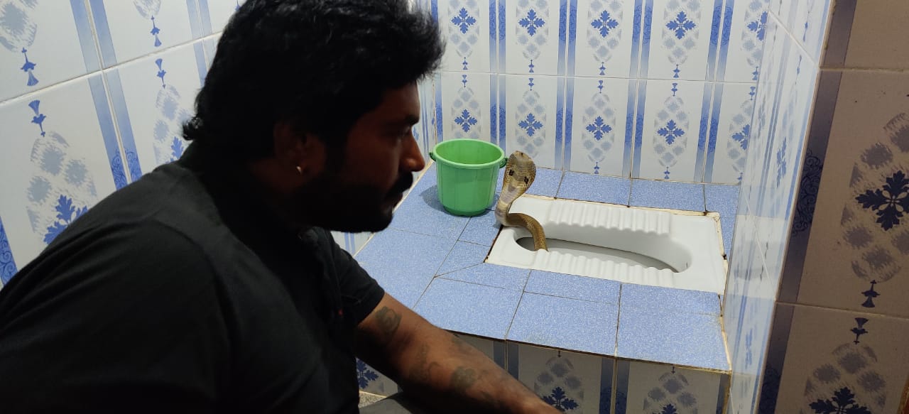 Snake found in toilet room at Shivamogga, Snake found in wash room, Snake found in bathroom, Shivamogga news, ಶಿವಮೊಗ್ಗದಲ್ಲಿ ಶೌಚಾಲಯದಲ್ಲಿ ಹಾವು ಪತ್ತೆ, ವಾಶ್​ರೂಂನಲ್ಲಿ ಹಾವು ಪತ್ತೆ, ಬಾತ್​ರೂಂನಲ್ಲಿ ಹಾವು ಪತ್ತೆ, ಶಿವಮೊಗ್ಗದಲ್ಲಿ ಹಾವು ಪತ್ತೆ,