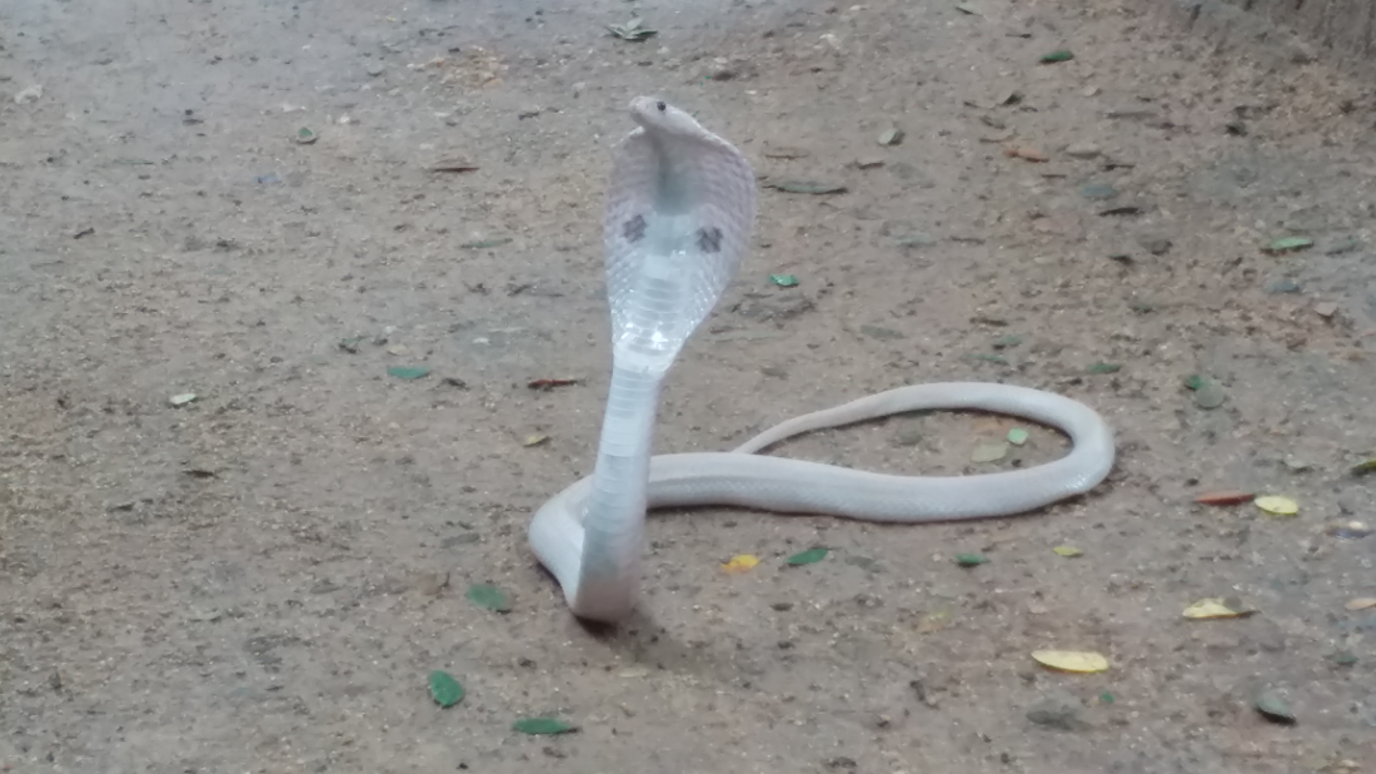 White cobra found in Shivamogga