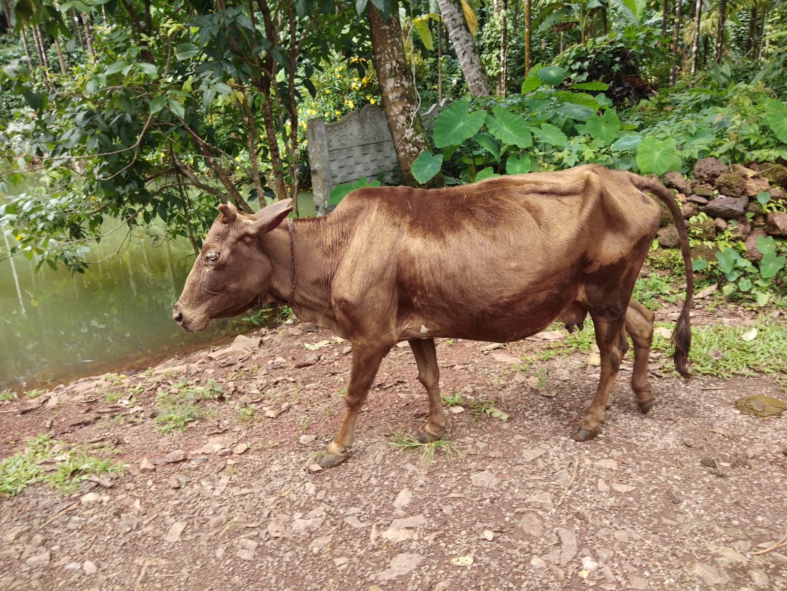 A rare cow dies in Shivamogga