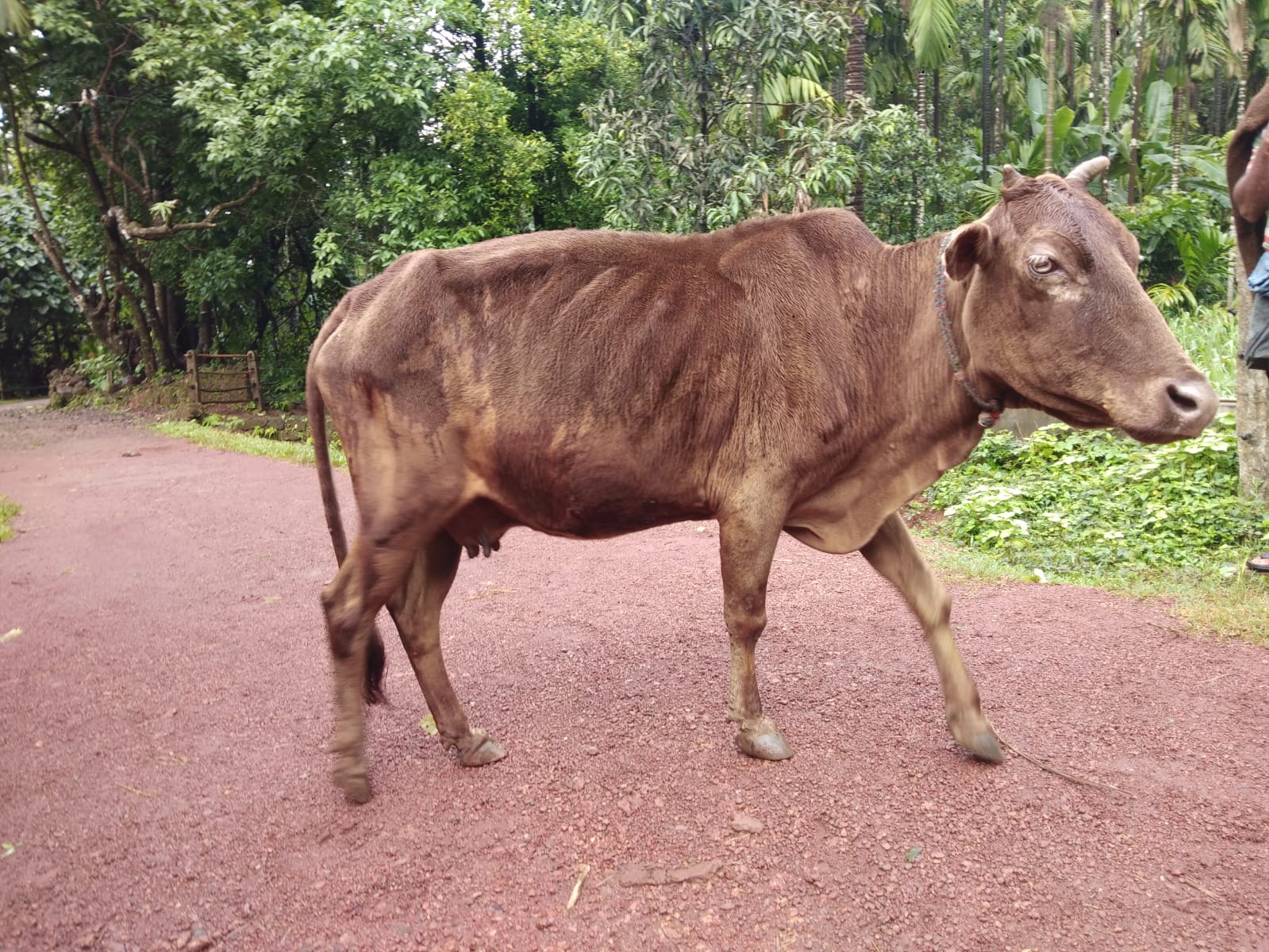 A rare cow dies in Shivamogga