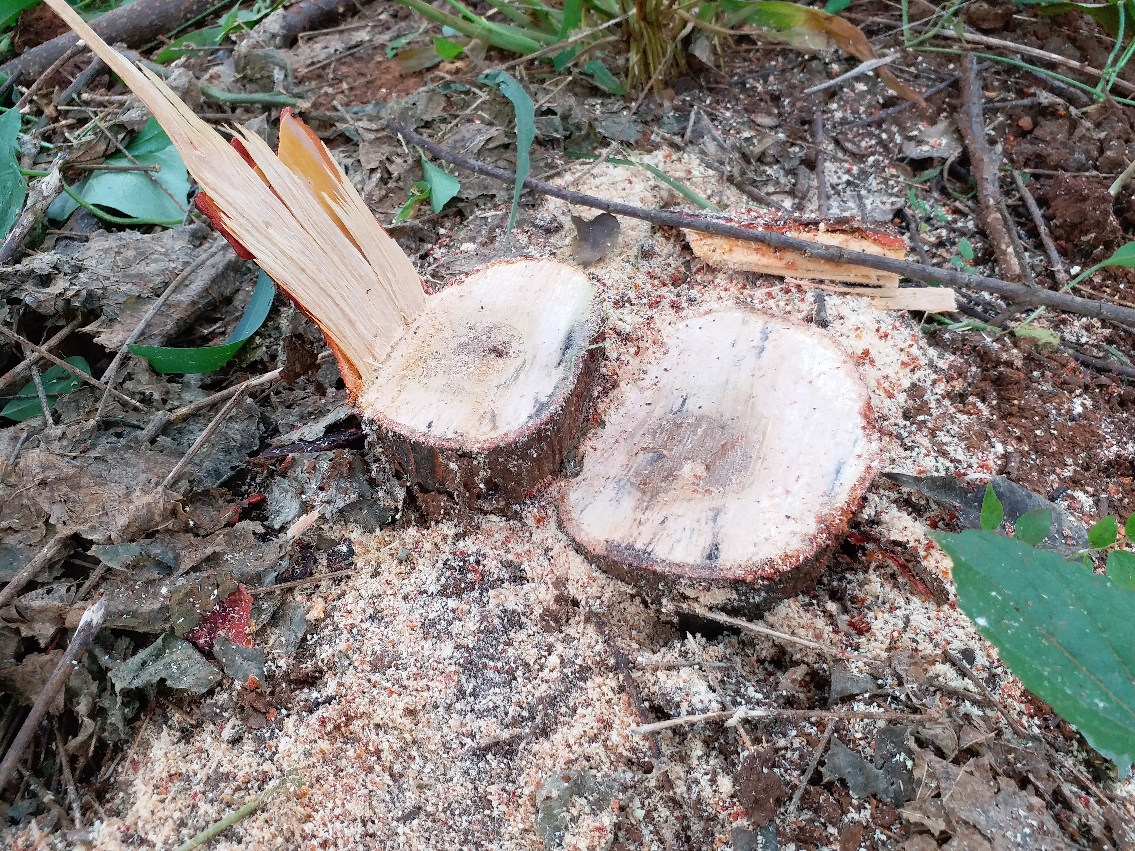 Sandalwood tree worth lakhs of rupees stolen in Shivamogga