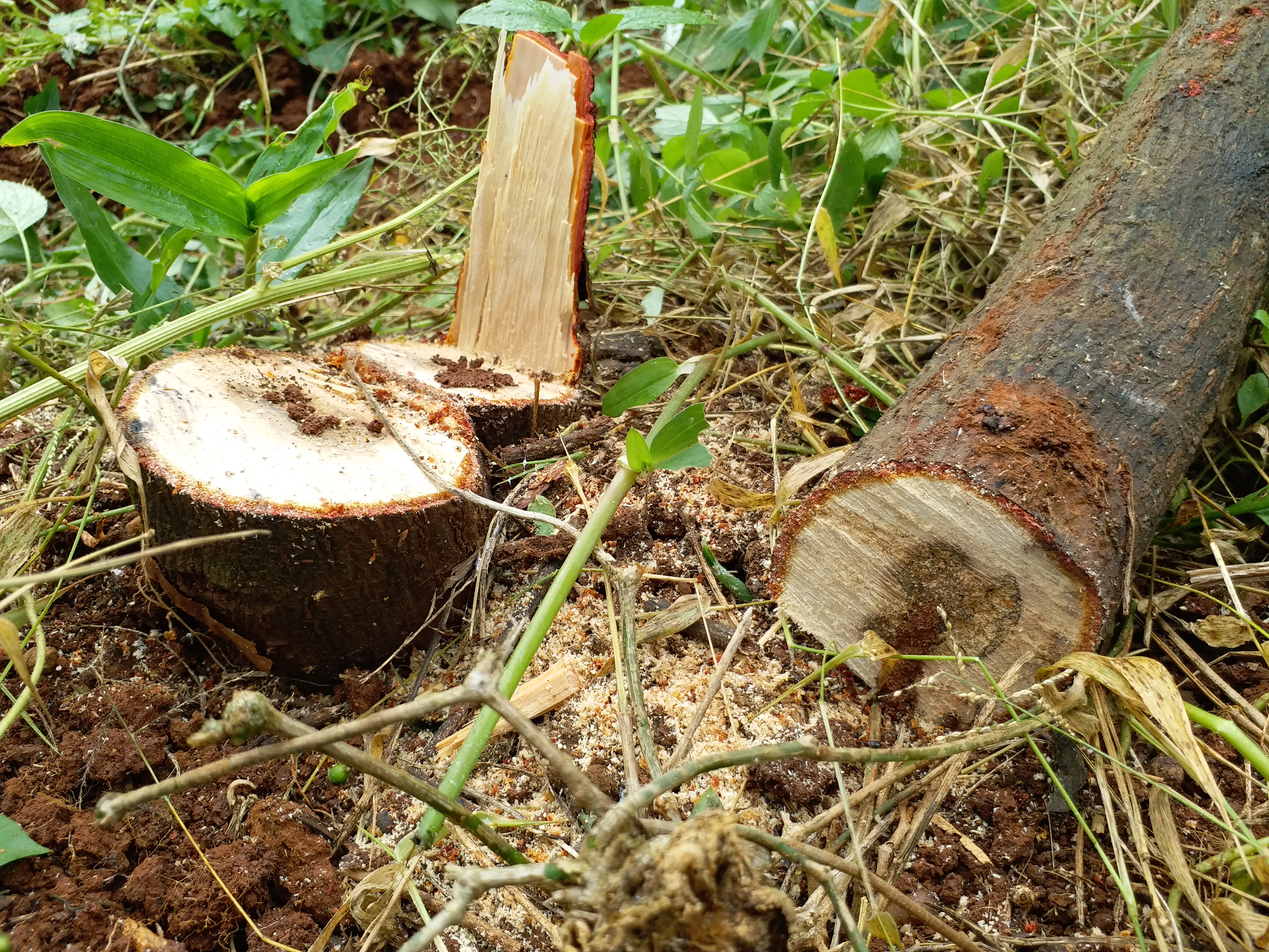 Sandalwood tree worth lakhs of rupees stolen in Shivamogga