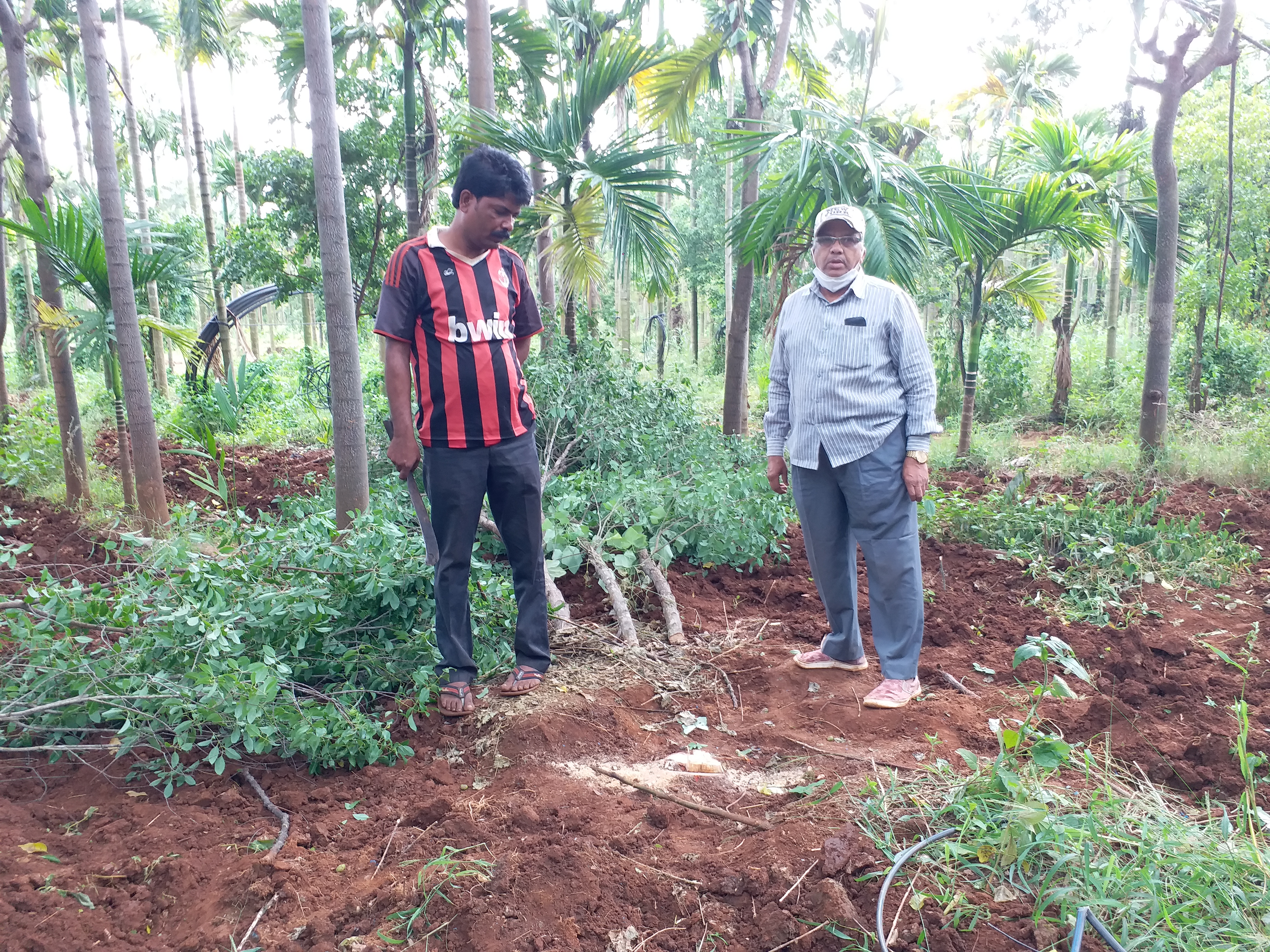 Sandalwood tree worth lakhs of rupees stolen in Shivamogga