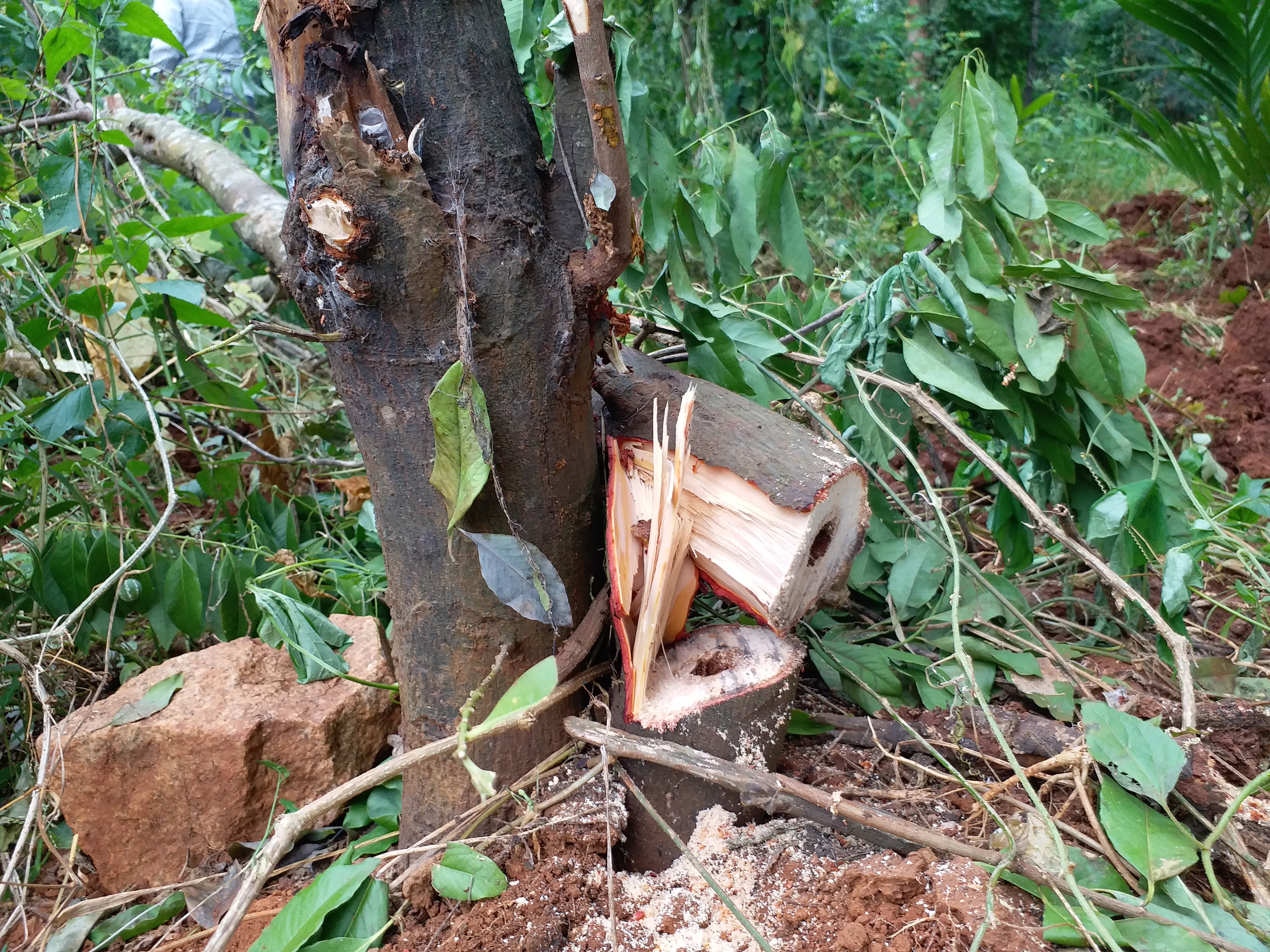 Sandalwood tree worth lakhs of rupees stolen in Shivamogga