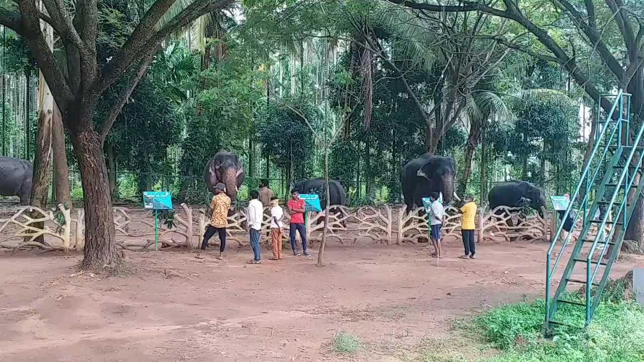 Sakrebyle camp Authorities requests to adopt elephants