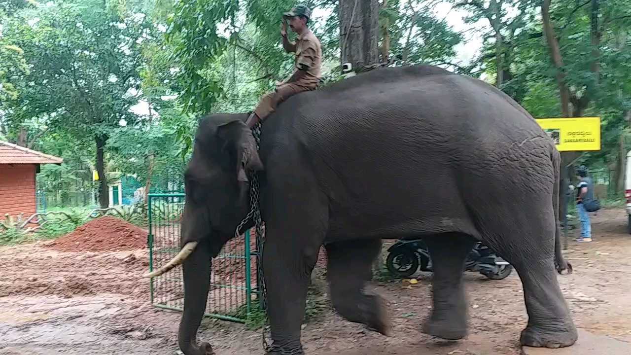 Sakrebyle camp Authorities requests to adopt elephants