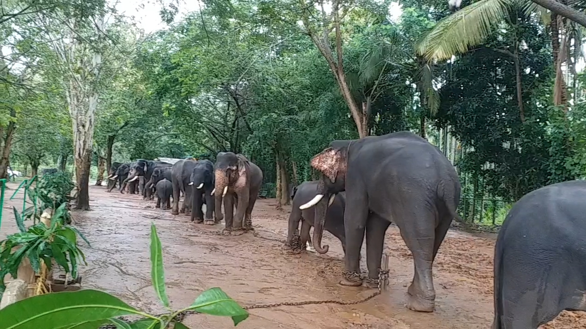 Sakrebyle camp Authorities requests to adopt elephants