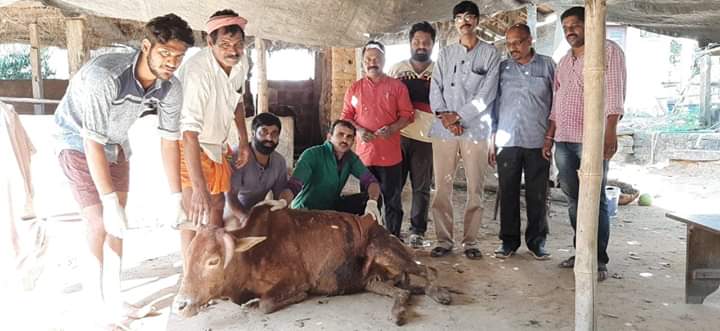 plastic found in stomach of a cow in shivamogga, ಶಿವಮೊಗ್ಗ ಹಸುವಿನ ಹೊಟ್ಟೆಯಲ್ಲಿ ಪ್ಲಾಸ್ಟಿಕ್ ಪತ್ತೆ