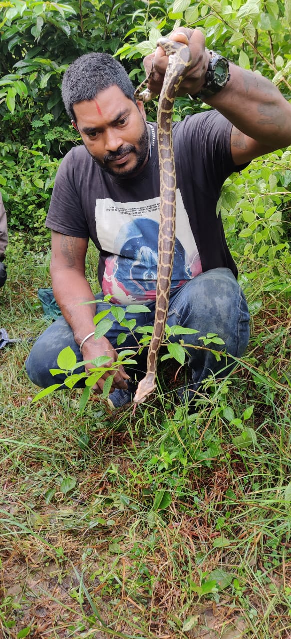 3 ಅಡಿ ಉದ್ದದ ಹೆಬ್ಬಾವು