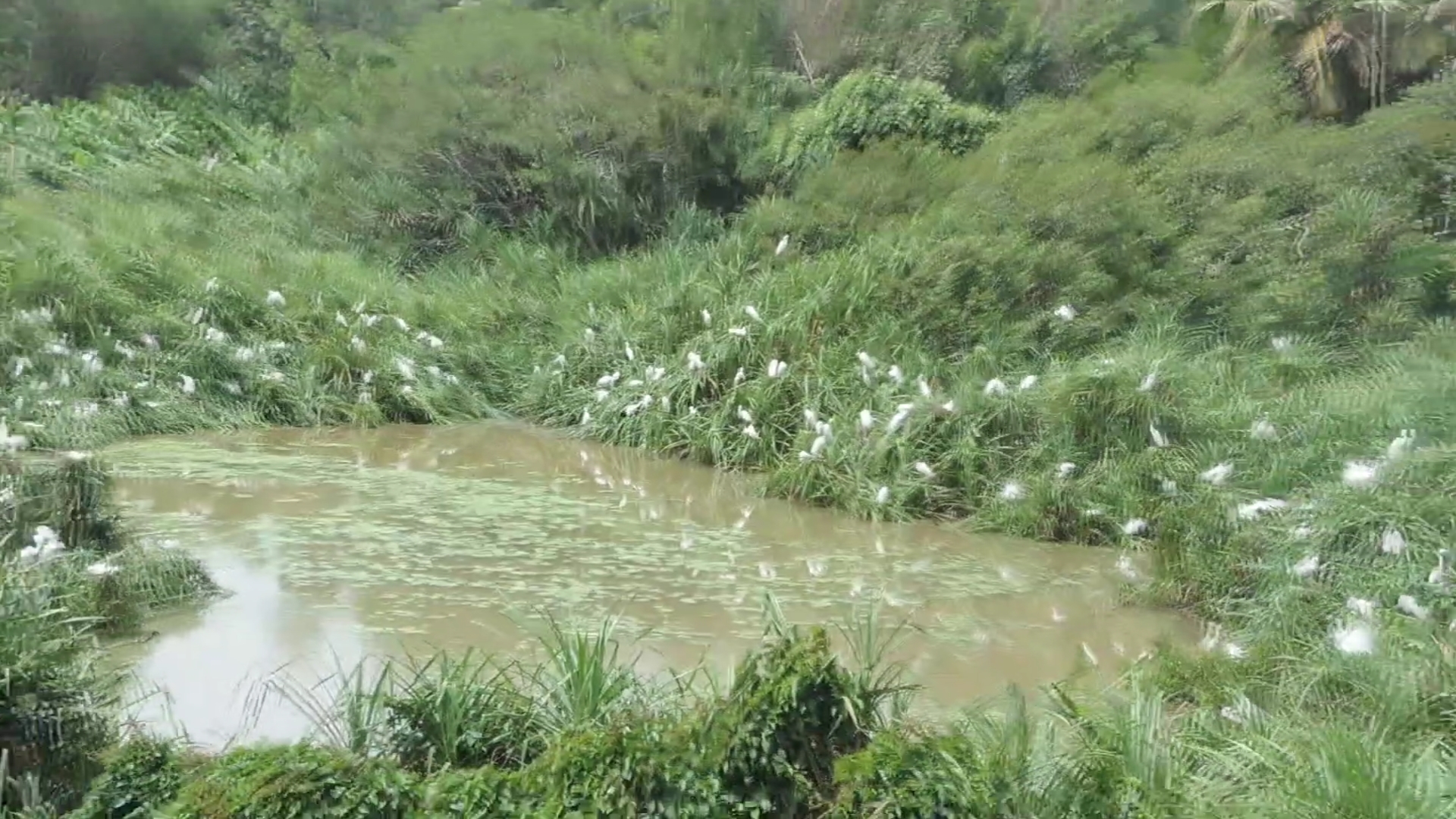 ನಿಸರ್ಗ ನಿರ್ಮಿತ ಮುಂಡಿಗೇಕೆರೆ ಪಕ್ಷಿಧಾಮ