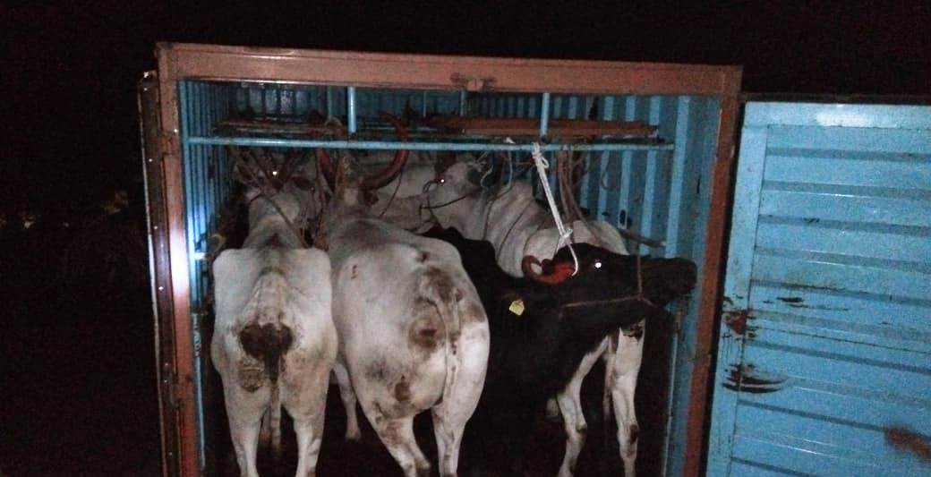 cows saved in shirsi