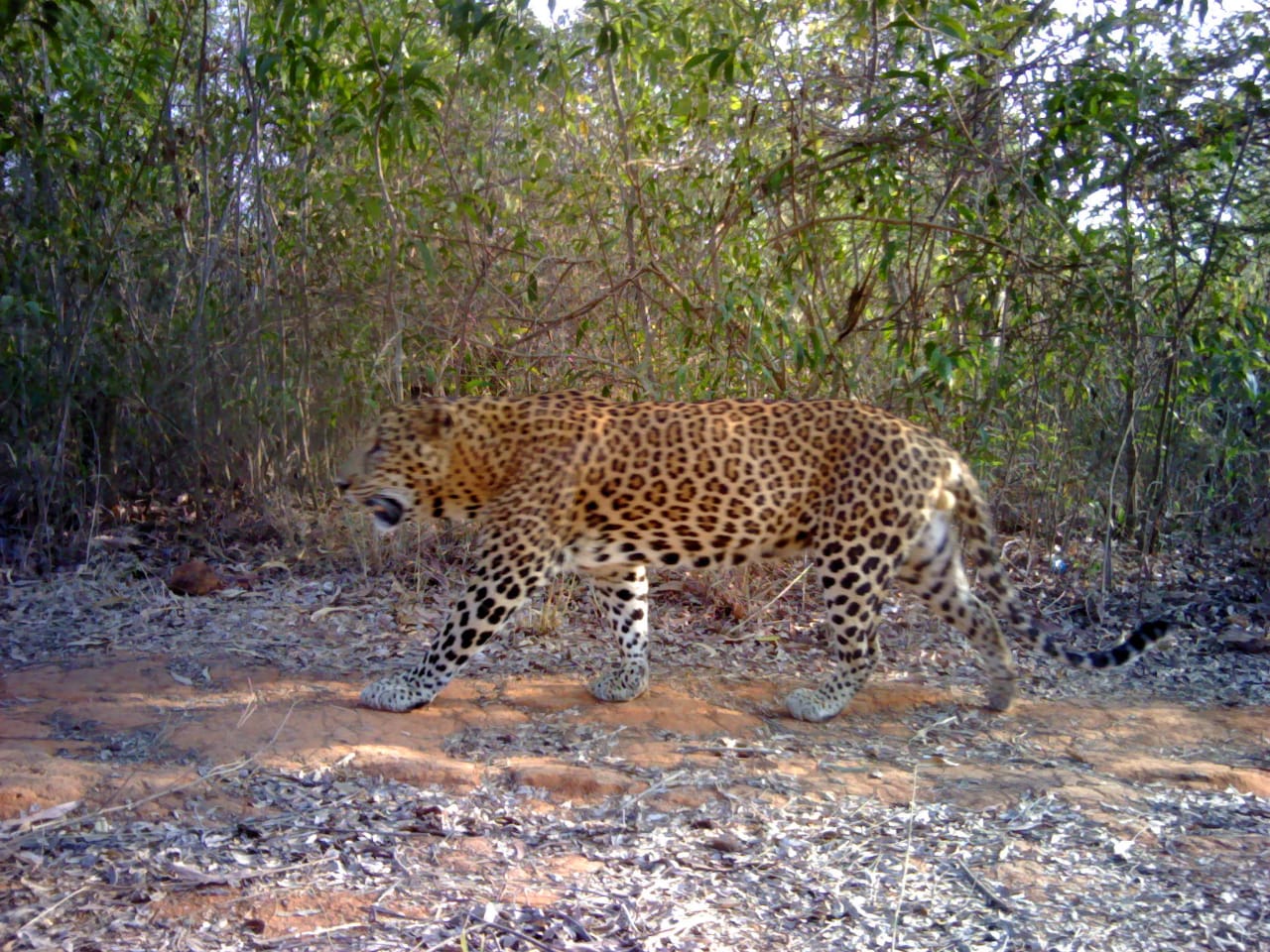 Leopard found in Tumkur after five people killed