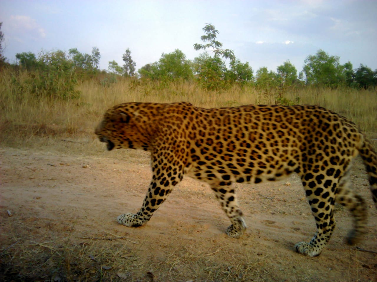 Leopard found in Tumkur after five people killed