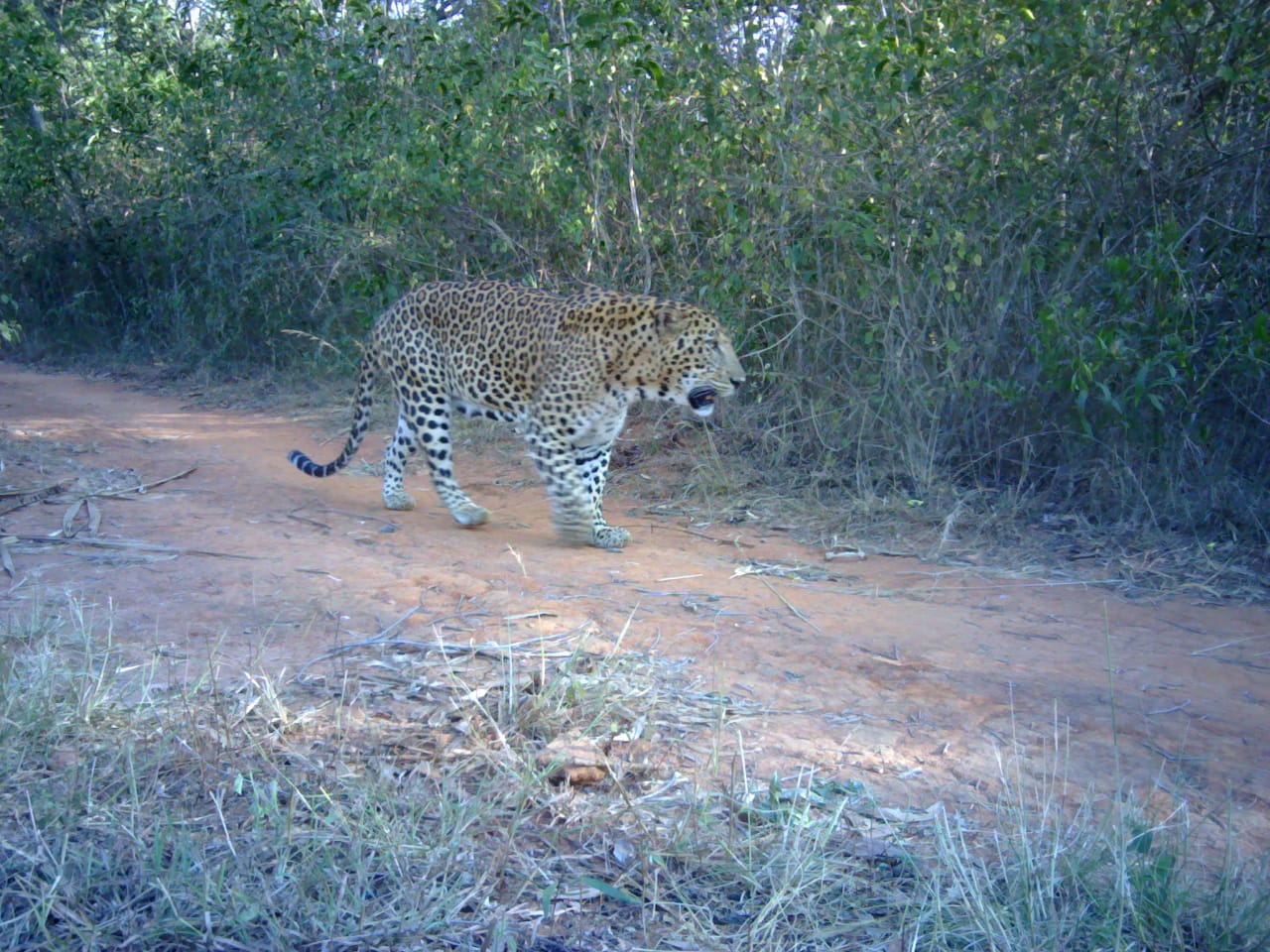 Leopard found in Tumkur after five people killed