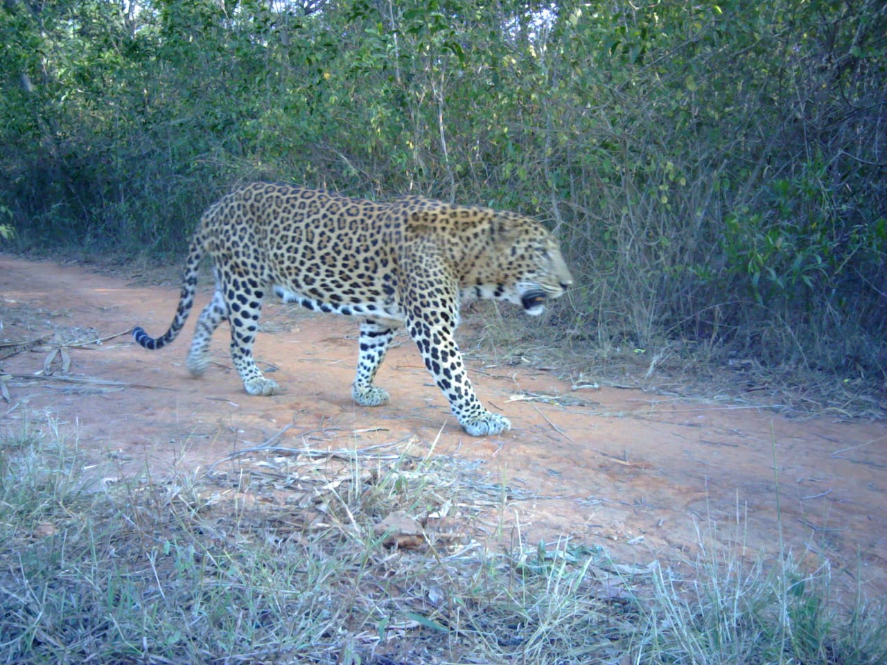 Leopard found in Tumkur after five people killed