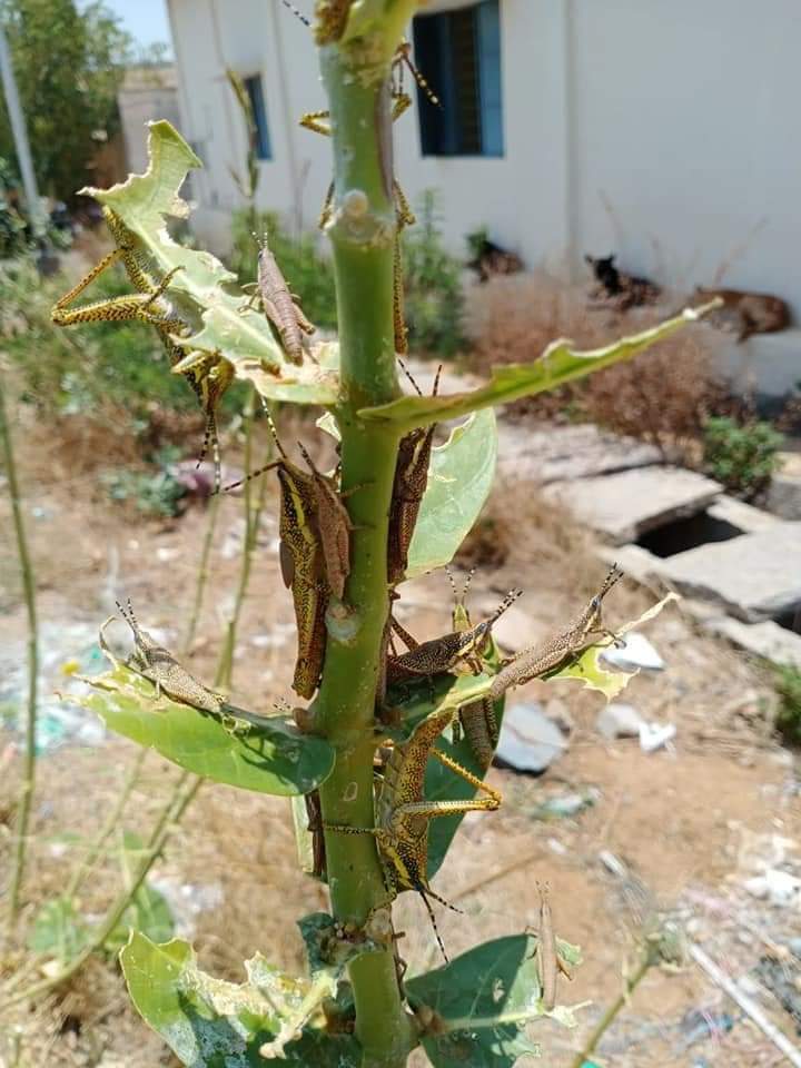 Dangerous Insects finds in Madhugiri