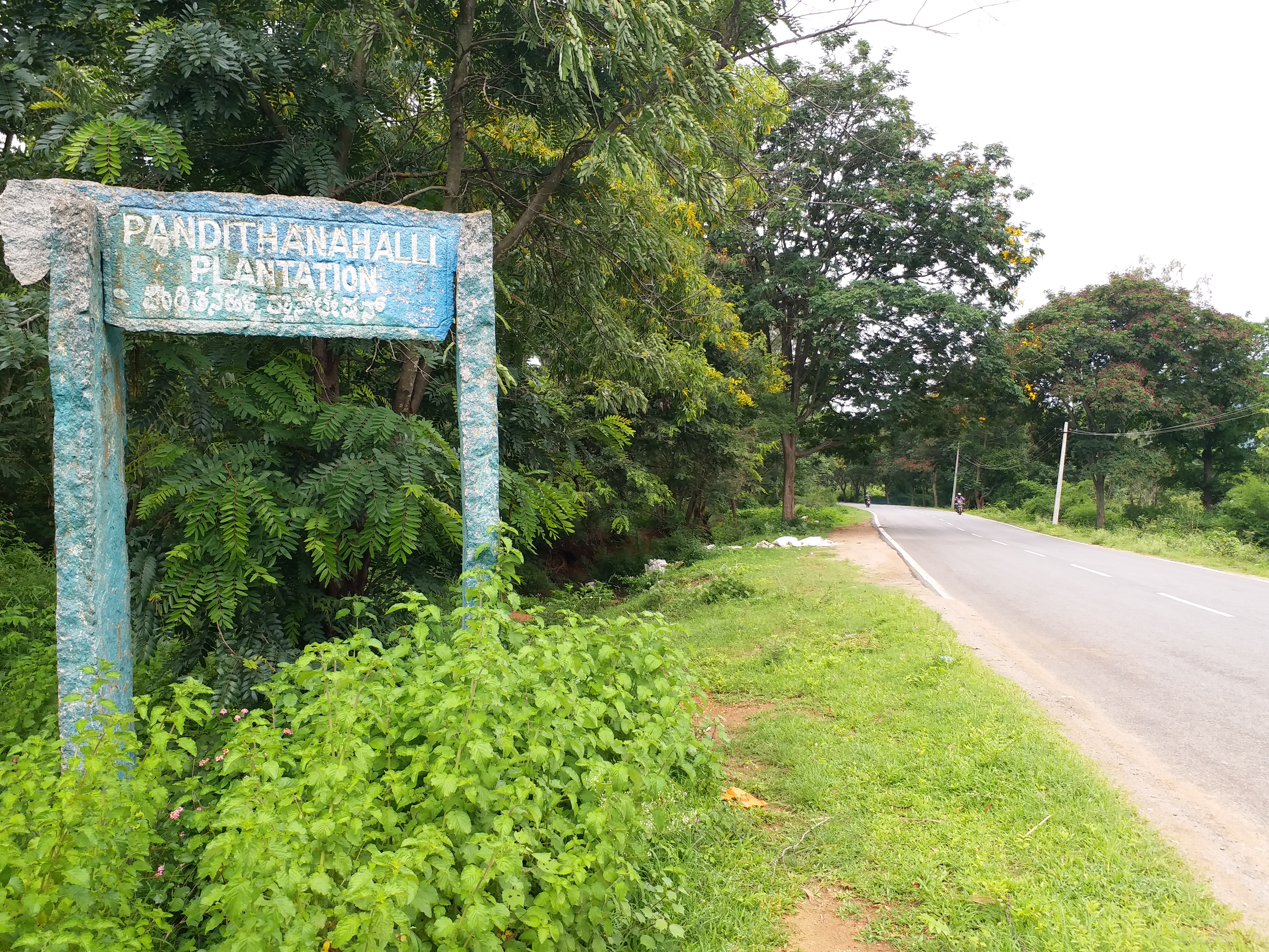 ದೇವರಾಯನದುರ್ಗ ಎಂಬ ಅರಣ್ಯ ರಾಶಿ