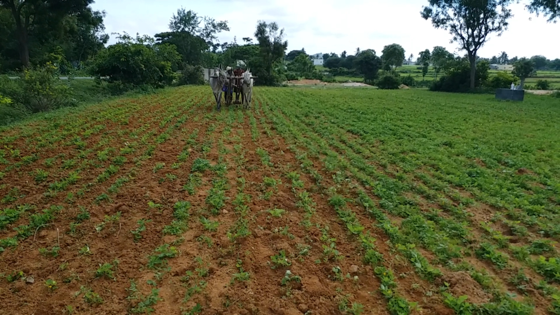 traditional farming techniques could help end global hunger