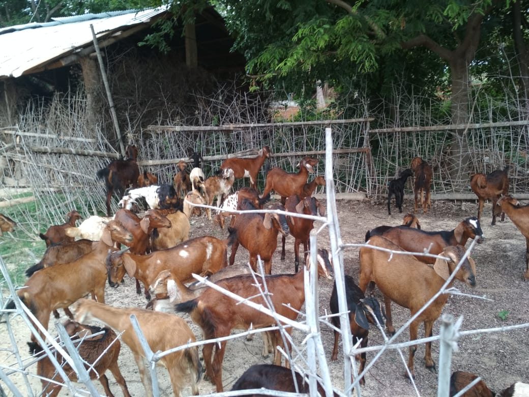 health officers collected throat swab sample of sheep