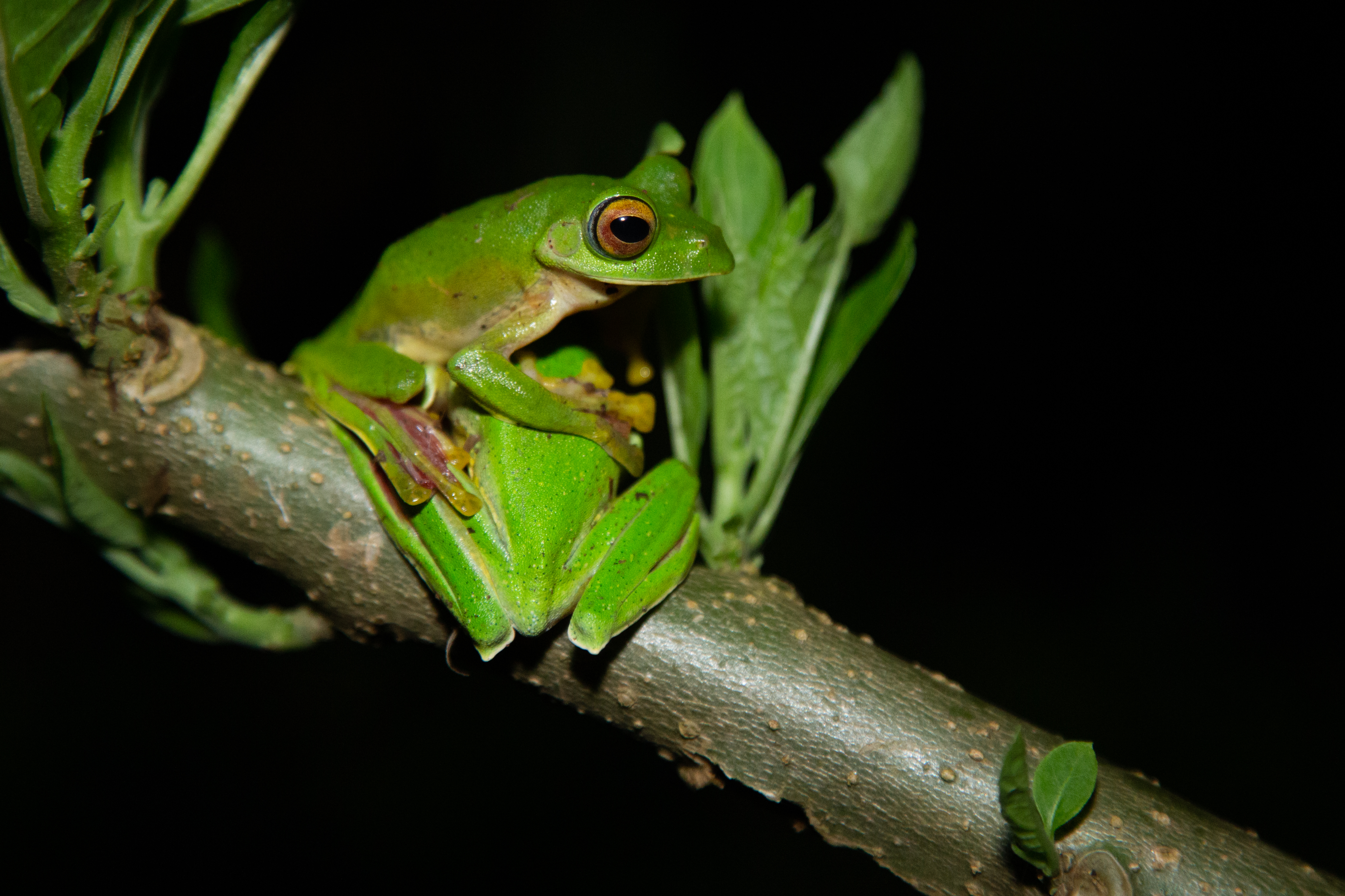 ಮಲಬಾರ್ ಗ್ಲೈಡಿಂಗ್ ಜಾತಿಯ ಕಪ್ಪೆ