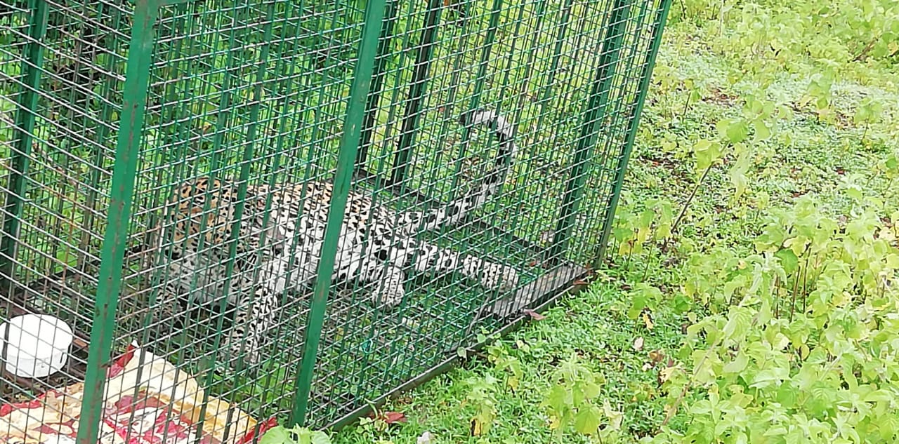 Leopard caught by forest department  in udupi