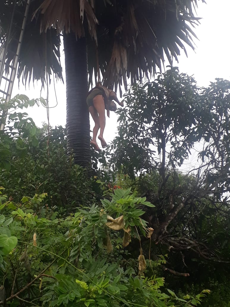 A man Stuck for Two Hours on a Palm tree in Unconscious Manner: A Miracle took Place in Udupi