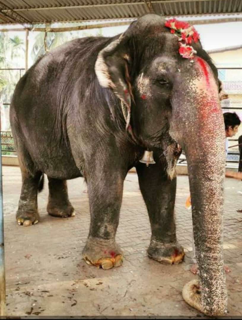 Udupi elephant death