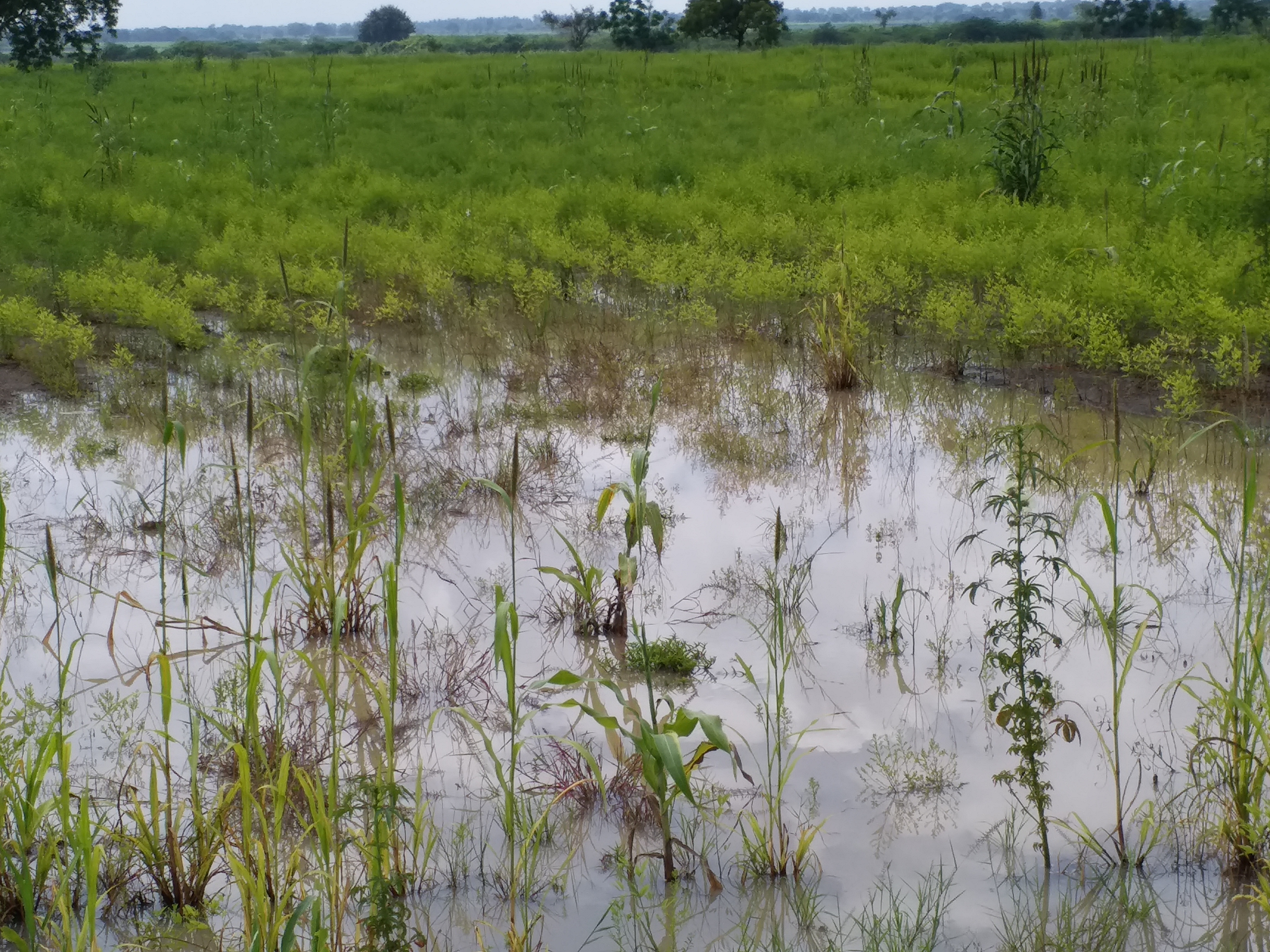 ಡೋಣಿ ನದಿ ಹೊಳೆತ್ತಲು ಎರಡು ದಶಕದಿಂದ ಆಗ್ರಹ