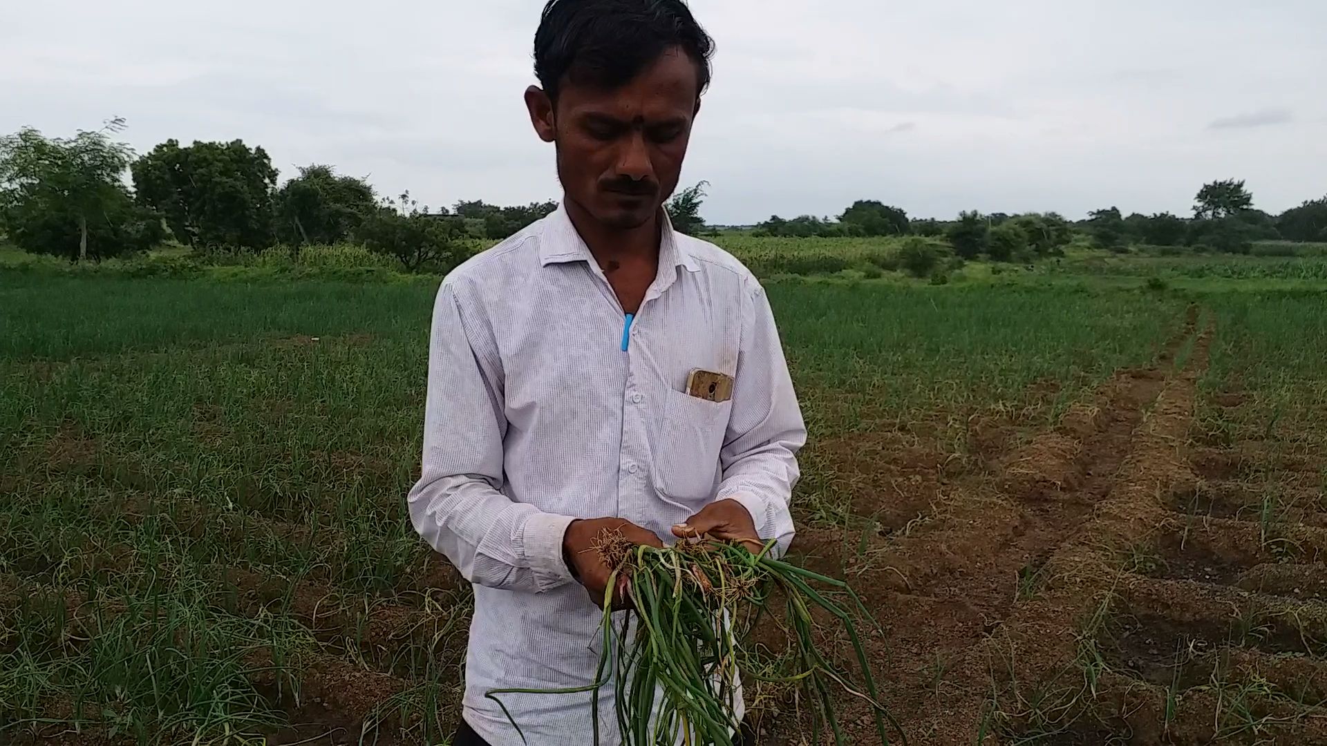 Yellow disease for onion cro