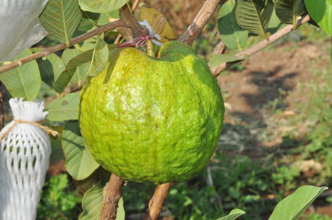 Vijayapura young farmer was earned lakhs in agriculture