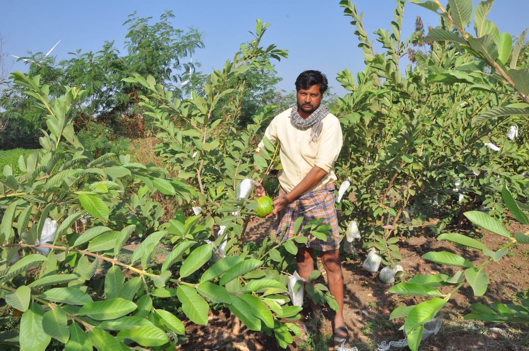 Vijayapura young farmer was earned lakhs in agriculture