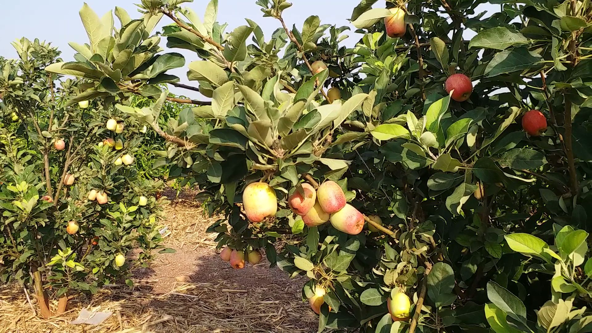 Farmer grows kashmiri apples in vijayapur