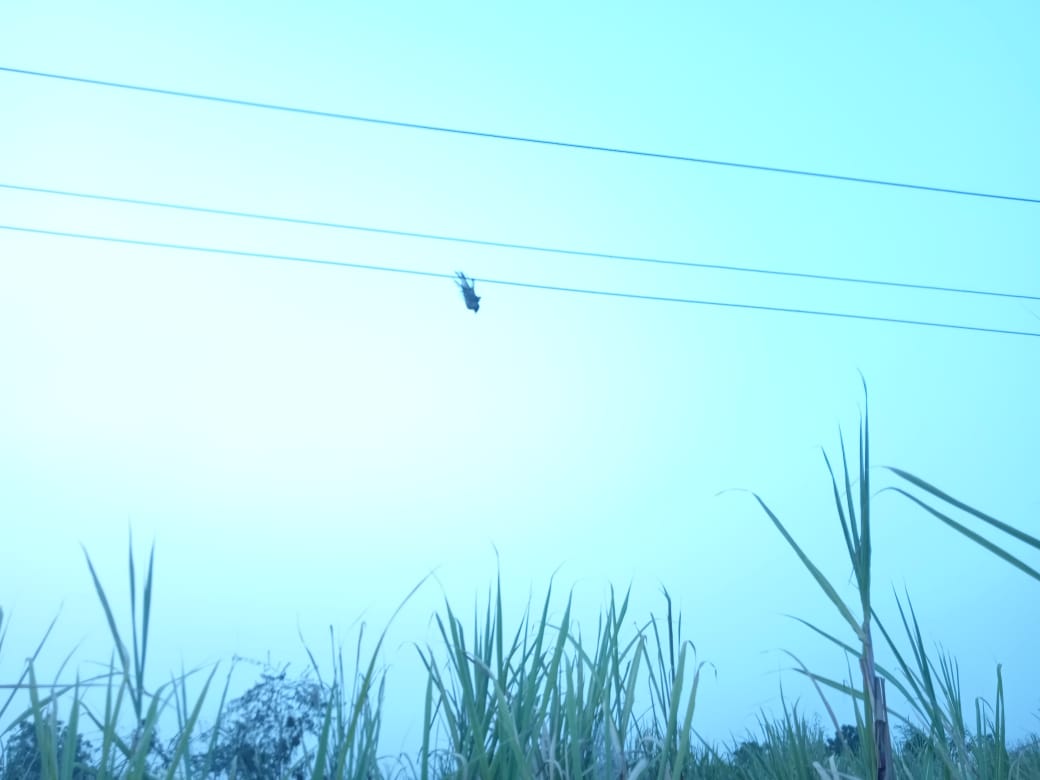 fire to cane crop by electrical wires