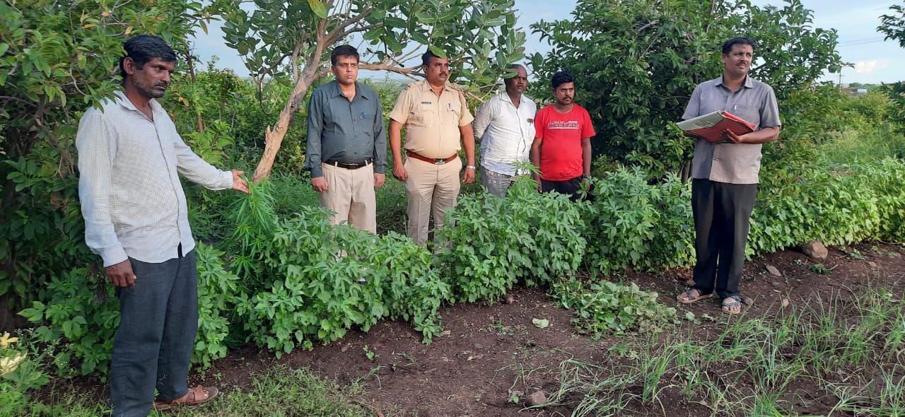 illegal marijuana crop in vijaypur