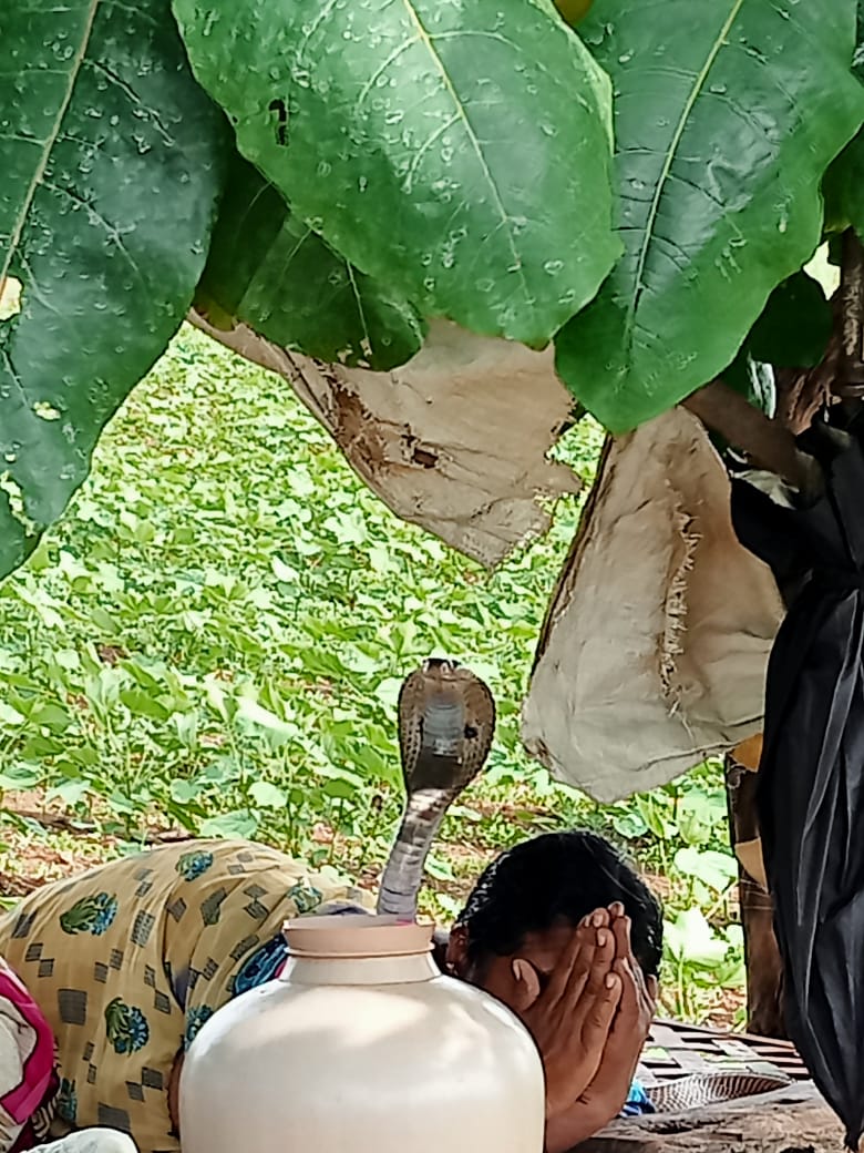 snake sit on sleeping woman  Snake on woman video viral  snake sit on sleeping woman in Kalaburagi  ಮಲಗಿದ ಮಹಿಳೆ ಮೇಲೆ ಹೆಡೆಎತ್ತಿ ಕುಳಿತ ನಾಗರಹಾವು  ಮಹಿಳೆ ಮೈ ಮೇಲೇರಿ ಕುಳಿತ ನಾಗ  ಮಹಿಳೆಗೆ ಕಚ್ಚದೇ ನಿರ್ಗಮಿಸಿದ ನಾಗಪ್ಪ  ಕಲಬುರಗಿಯಲ್ಲಿ ನಡೆದ ವಿಚಿತ್ರ ಘಟನೆ  ಶ್ರೀಶೈಲ ಮಲ್ಲಿಕಾರ್ಜುನ ಜಪ ಮಾಡಿದ ಮಹಿಳೆ