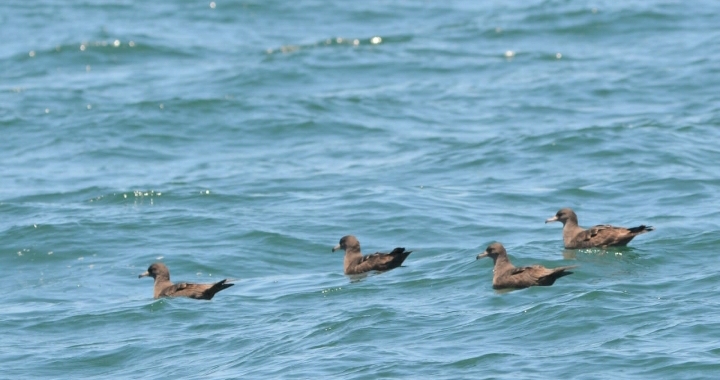 eleven types of bird species  bird species  birds observation  birds observation kannur  birds observation conducted in kannur bay  kannur ocean  kannur bay birds observation  latest news in kannur  latest news today  കടൽ കാക്കകള്‍ മുതല്‍ സ്‌കൂവകൾ വരെ  കണ്ണൂര്‍ ഉള്‍കടലിലെ നിരീക്ഷണത്തില്‍  കണ്ടെത്താനായത് പതിനൊന്നിനം പക്ഷി ഇനങ്ങളെ  അലഹബാദ് തൊട്ട് അലവിൽ വരെ  പക്ഷിനിരീക്ഷകരുടെ സാന്നിധ്യത്തില്‍  പക്ഷി കണക്കെടുപ്പില്‍  കടലിലെ പക്ഷികളുടെ ഫോട്ടോയും പകർത്തി  കടൽ കാക്കകൾ  മലബാർ അവയർനെസ് ആൻഡ് റെസ്ക്യൂ സെൻറർ  റെസ്ക്യൂ സെൻറർ ഫോർ വൈൽഡ് ലൈഫ്  കണ്ണൂർ പക്ഷി നിരീക്ഷണം  കണ്ണൂർ ഏറ്റവും പുതിയ വാര്‍ത്ത  ഇന്നത്തെ പ്രധാന വാര്‍ത്ത