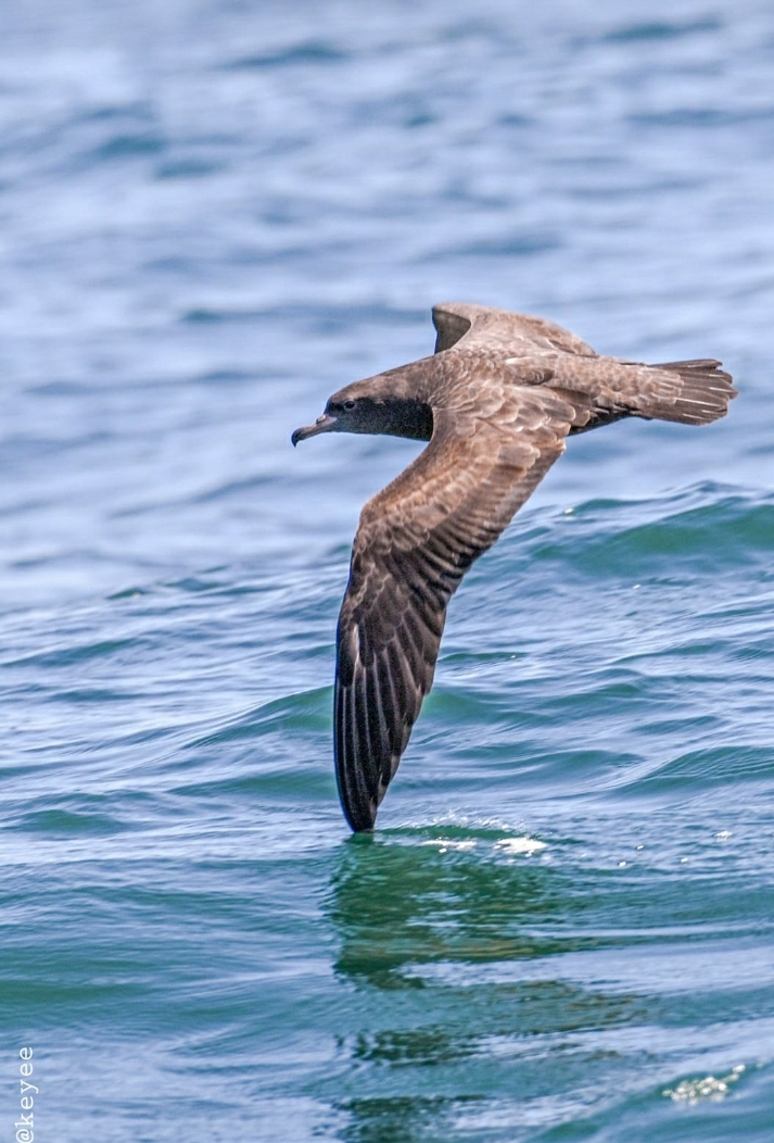 eleven types of bird species  bird species  birds observation  birds observation kannur  birds observation conducted in kannur bay  kannur ocean  kannur bay birds observation  latest news in kannur  latest news today  കടൽ കാക്കകള്‍ മുതല്‍ സ്‌കൂവകൾ വരെ  കണ്ണൂര്‍ ഉള്‍കടലിലെ നിരീക്ഷണത്തില്‍  കണ്ടെത്താനായത് പതിനൊന്നിനം പക്ഷി ഇനങ്ങളെ  അലഹബാദ് തൊട്ട് അലവിൽ വരെ  പക്ഷിനിരീക്ഷകരുടെ സാന്നിധ്യത്തില്‍  പക്ഷി കണക്കെടുപ്പില്‍  കടലിലെ പക്ഷികളുടെ ഫോട്ടോയും പകർത്തി  കടൽ കാക്കകൾ  മലബാർ അവയർനെസ് ആൻഡ് റെസ്ക്യൂ സെൻറർ  റെസ്ക്യൂ സെൻറർ ഫോർ വൈൽഡ് ലൈഫ്  കണ്ണൂർ പക്ഷി നിരീക്ഷണം  കണ്ണൂർ ഏറ്റവും പുതിയ വാര്‍ത്ത  ഇന്നത്തെ പ്രധാന വാര്‍ത്ത