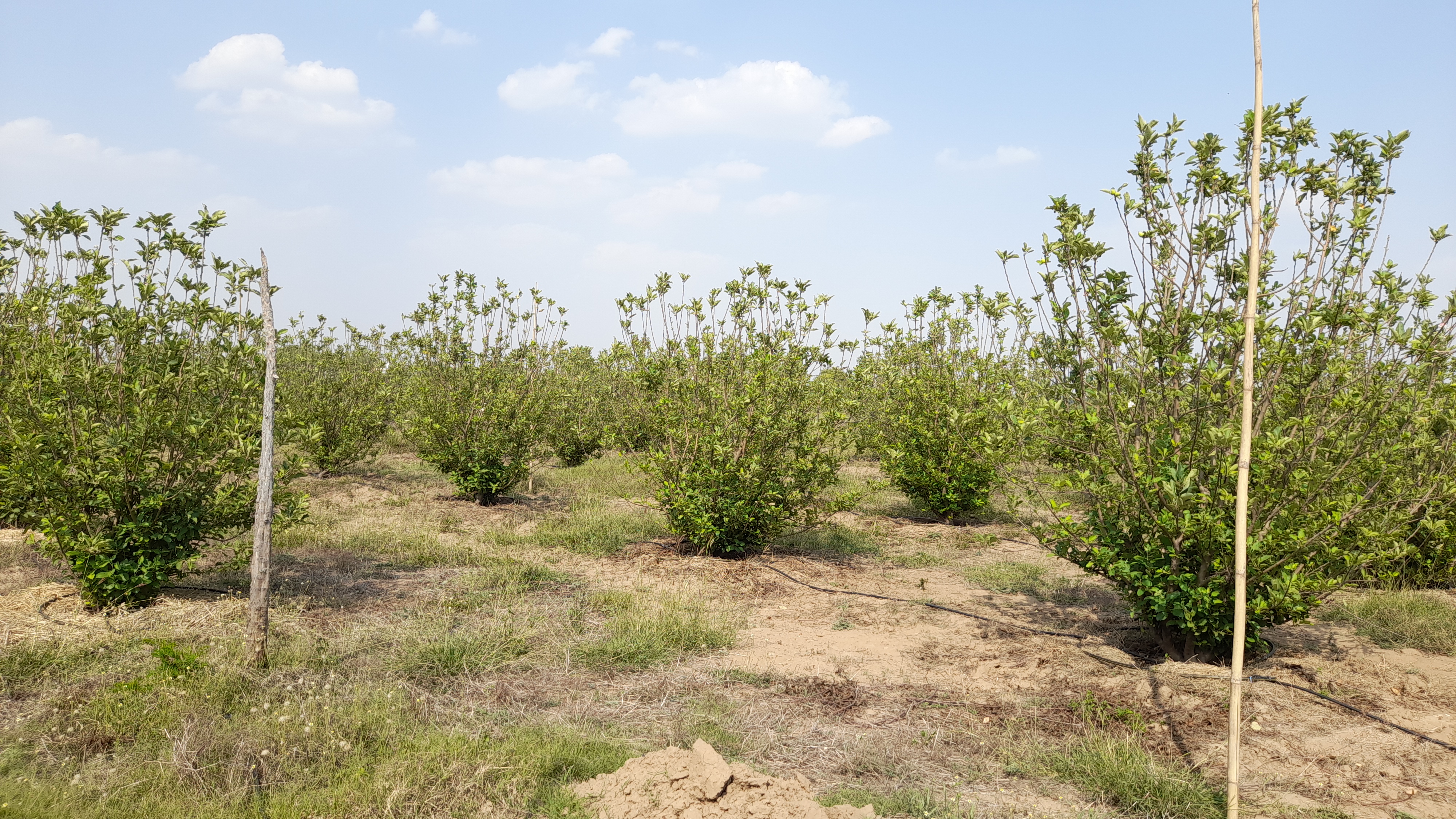 Kota Apple Farming