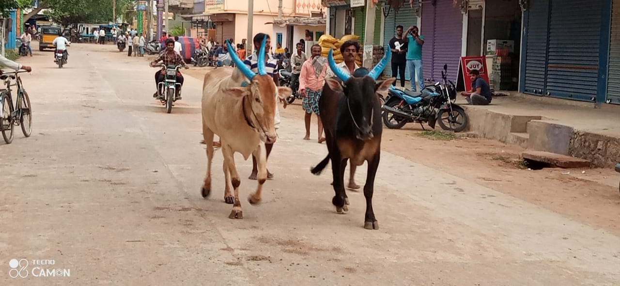 kara hunnime celebration in koppal