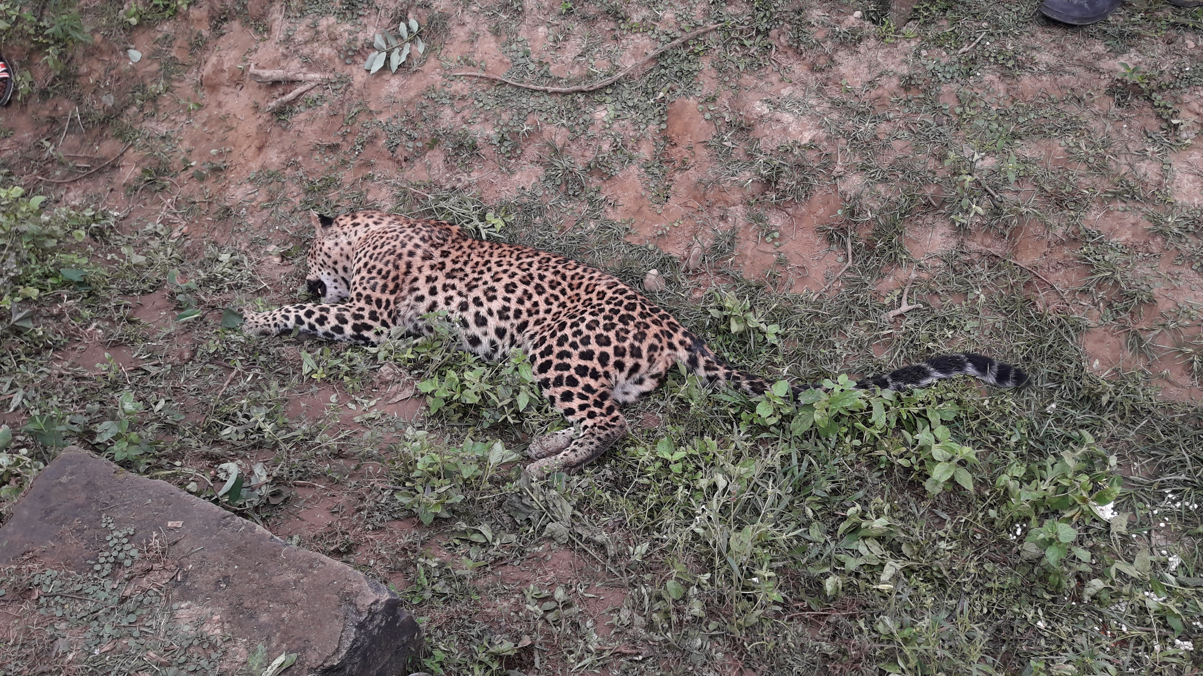 Dead leopard recoverd in Mariani