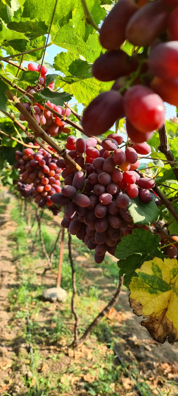 Vineyards in Rahul Rasal's field