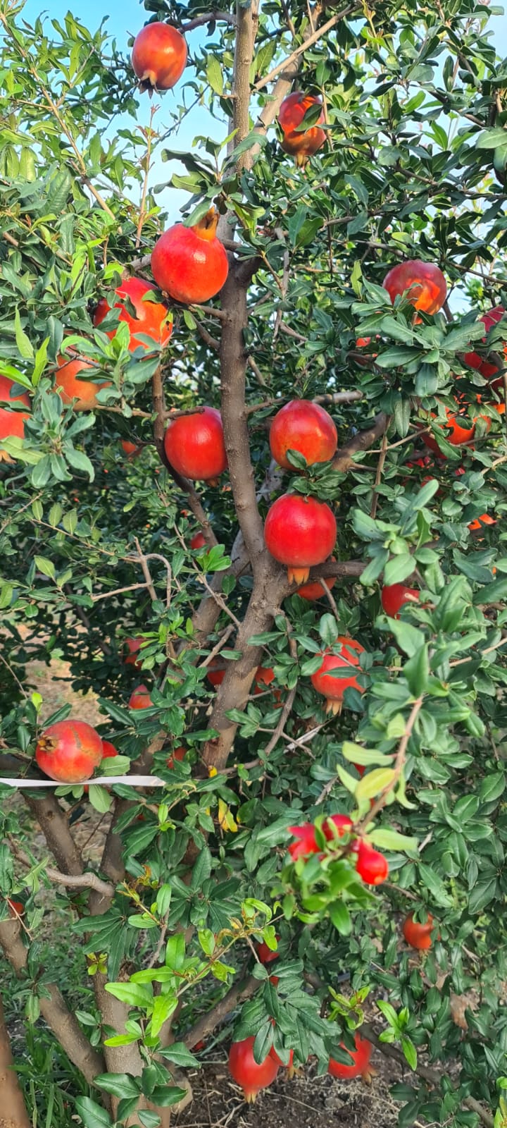 Pomegranate orchard in Rahul Rasal's field