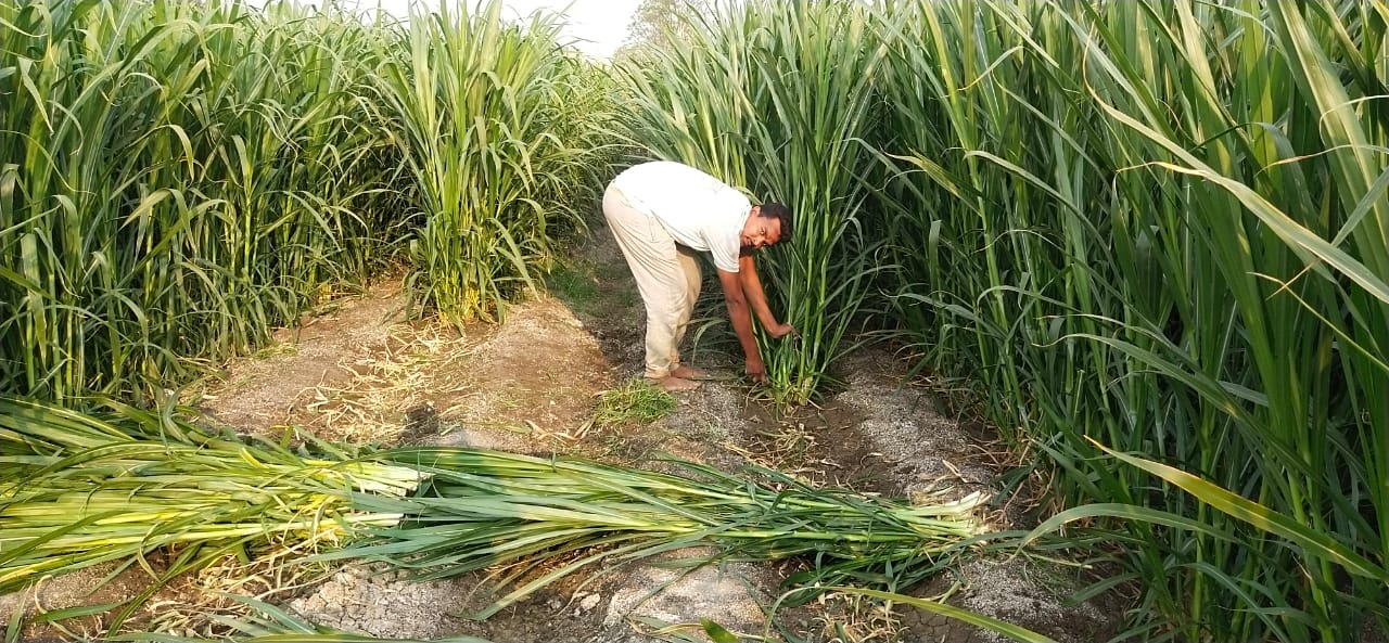 शेतकरी कमावतो लाखोंचा नफा