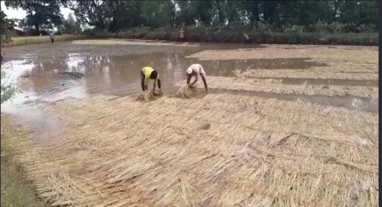 भात शेतीचे मोठे नुकसान