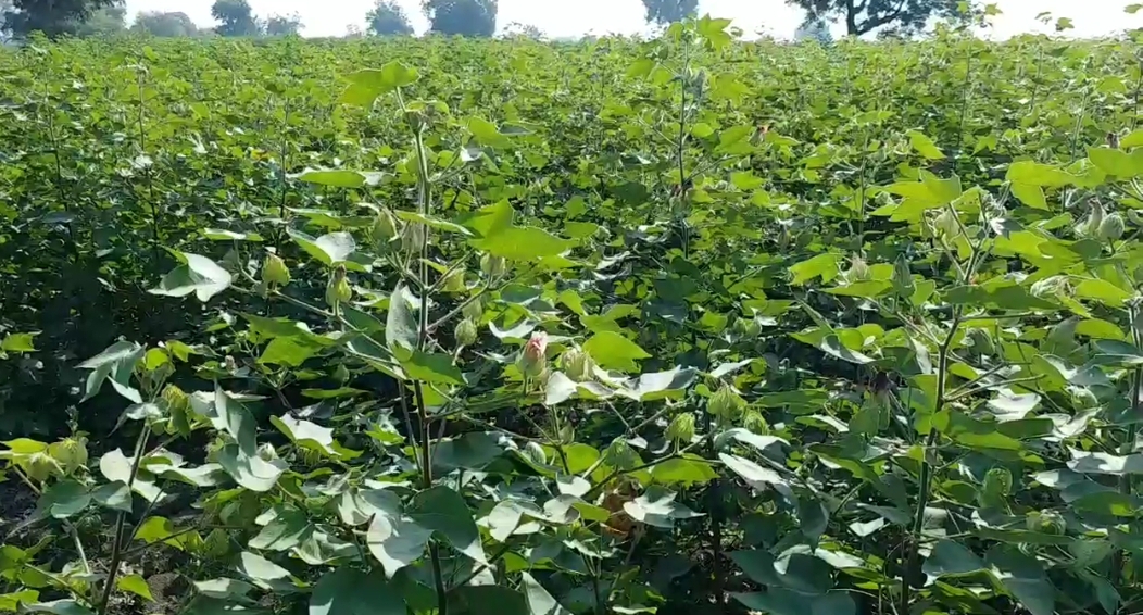 cotton crop