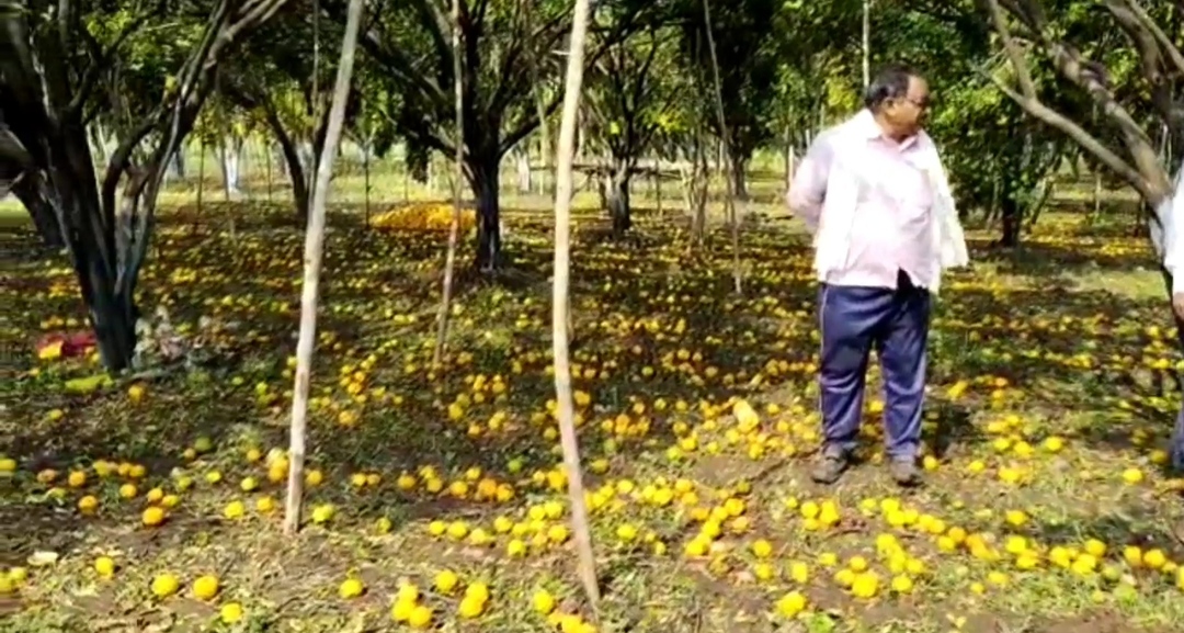 Hailstorm Damage Agriculture In Akola